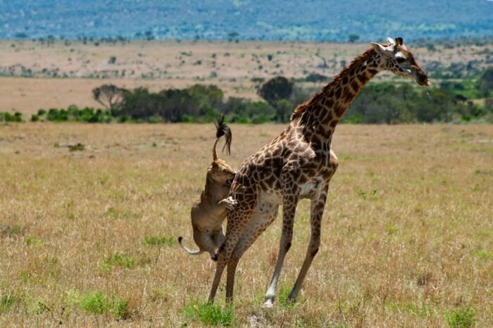 Kenya Safari
