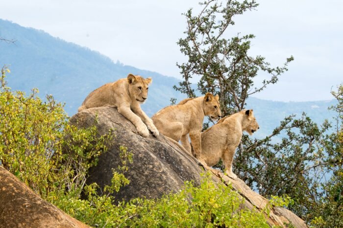 TSavo National Park
