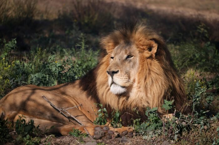 Tanzania Safari